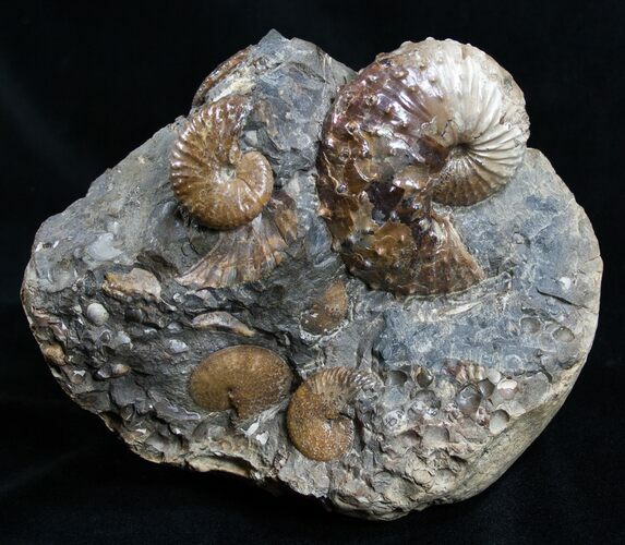 Fox Hills Ammonite Concretion - Multiple Species #2064